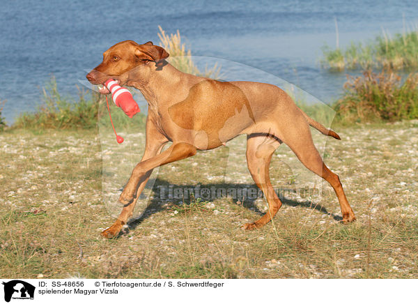 spielender Magyar Vizsla / playing Magyar Vizsla / SS-48656
