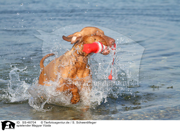 spielender Magyar Vizsla / playing Magyar Vizsla / SS-48704