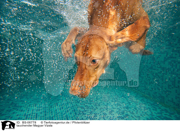 tauchender Magyar Vizsla / diving Magyar Vizsla / BS-06778