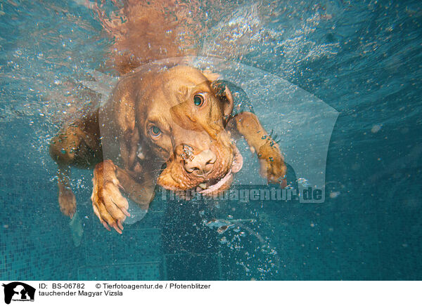 tauchender Magyar Vizsla / diving Magyar Vizsla / BS-06782