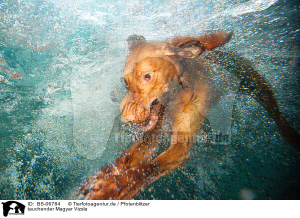 tauchender Magyar Vizsla / diving Magyar Vizsla / BS-06784