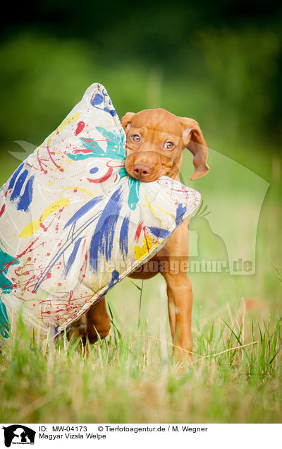 Magyar Vizsla Welpe / Magyar Vizsla Puppy / MW-04173