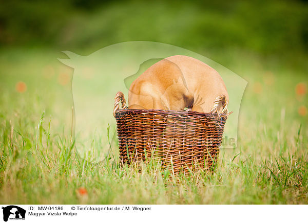 Magyar Vizsla Welpe / MW-04186