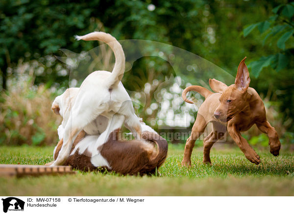 Hundeschule / MW-07158