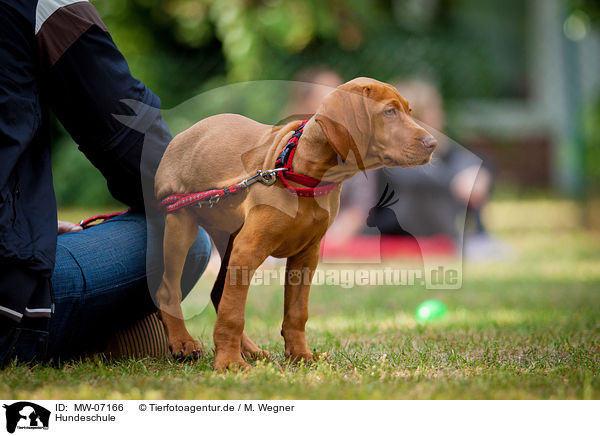 Hundeschule / MW-07166