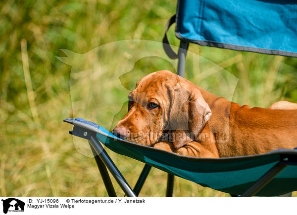 Magyar Vizsla Welpe / Magyar Vizsla Puppy / YJ-15096