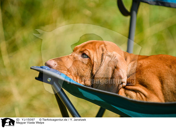 Magyar Vizsla Welpe / Magyar Vizsla Puppy / YJ-15097