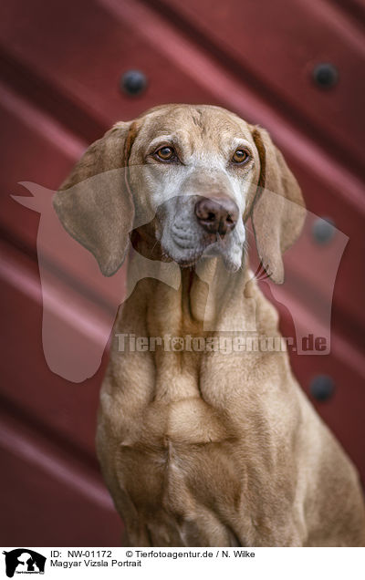 Magyar Vizsla Portrait / Magyar Vizsla Portrait / NW-01172