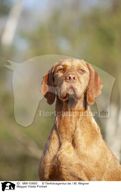 Magyar Vizsla Portrait / Magyar Vizsla Portrait / MW-10860