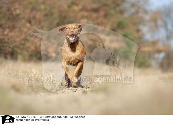 rennender Magyar Vizsla / running Magyar Vizsla / MW-10876