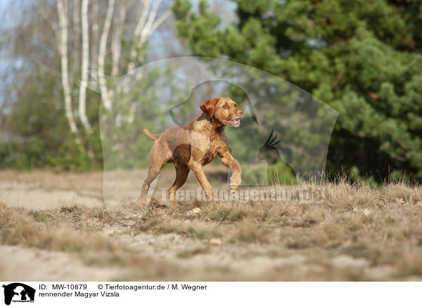 rennender Magyar Vizsla / running Magyar Vizsla / MW-10879