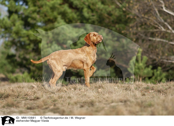 stehender Magyar Vizsla / standing Magyar Vizsla / MW-10881