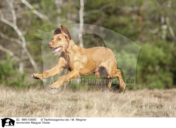 rennender Magyar Vizsla / MW-10890