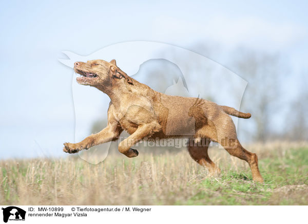 rennender Magyar Vizsla / running Magyar Vizsla / MW-10899