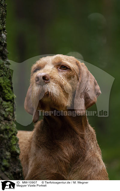 Magyar Vizsla Portrait / Magyar Vizsla Portrait / MW-10907
