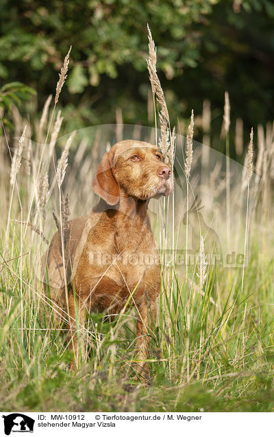 stehender Magyar Vizsla / standing Magyar Vizsla / MW-10912