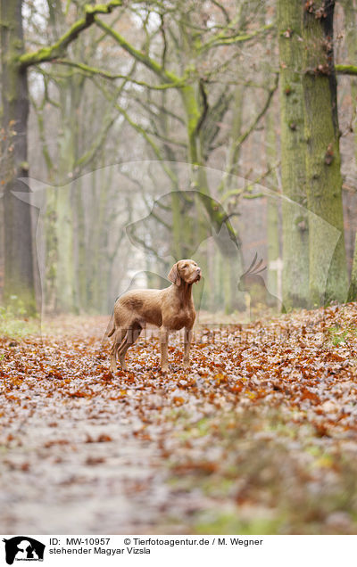 stehender Magyar Vizsla / standing Magyar Vizsla / MW-10957