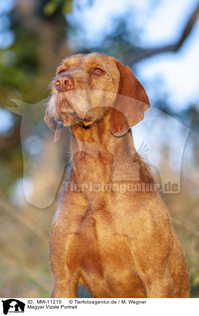 Magyar Vizsla Portrait / Magyar Vizsla Portrait / MW-11215