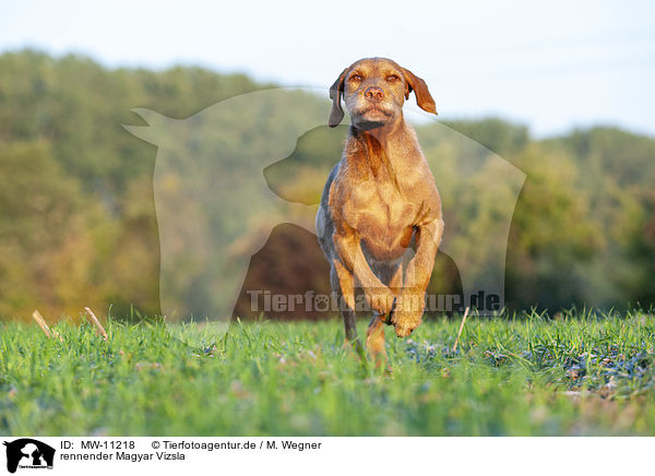 rennender Magyar Vizsla / running Magyar Vizsla / MW-11218