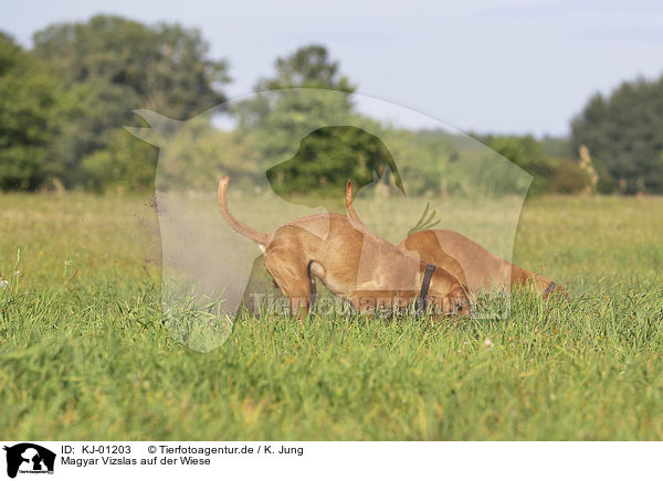 Magyar Vizslas auf der Wiese / Magyar Vizslas on the meadow / KJ-01203