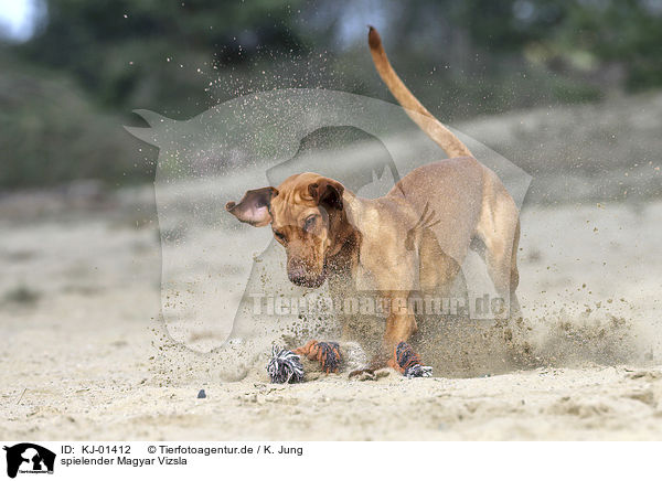 spielender Magyar Vizsla / playing Magyar Vizsla / KJ-01412