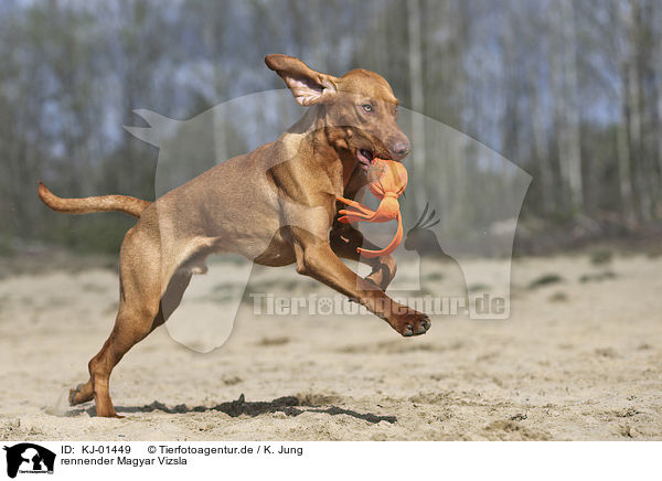 rennender Magyar Vizsla / running Magyar Vizsla / KJ-01449