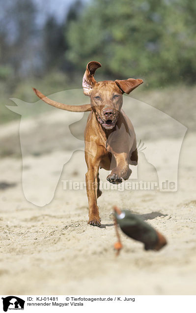 rennender Magyar Vizsla / running Magyar Vizsla / KJ-01481