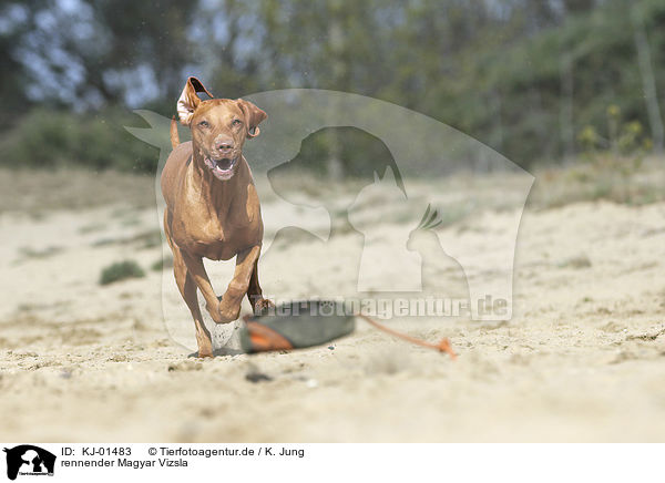 rennender Magyar Vizsla / running Magyar Vizsla / KJ-01483