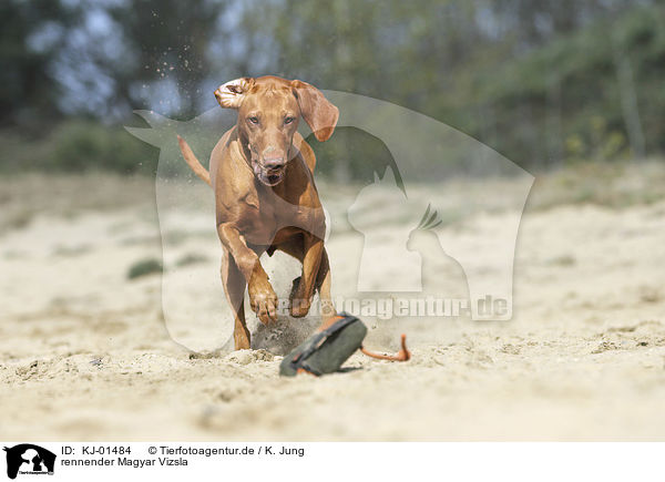 rennender Magyar Vizsla / running Magyar Vizsla / KJ-01484