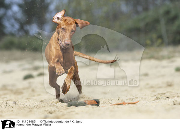 rennender Magyar Vizsla / running Magyar Vizsla / KJ-01485