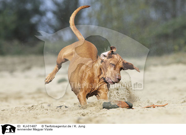 rennender Magyar Vizsla / running Magyar Vizsla / KJ-01487