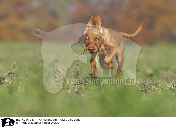 rennender Magyar Vizsla Welpe / running Magyar Vizsla puppy / KJ-01517
