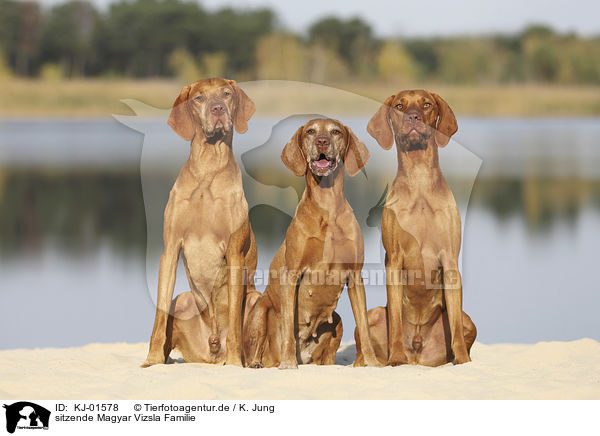 sitzende Magyar Vizsla Familie / sitting Magyar Vizsla family / KJ-01578