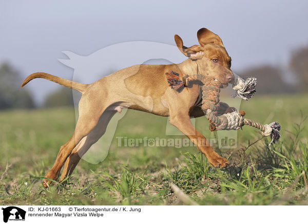 rennender Magyar Vizsla Welpe / KJ-01663