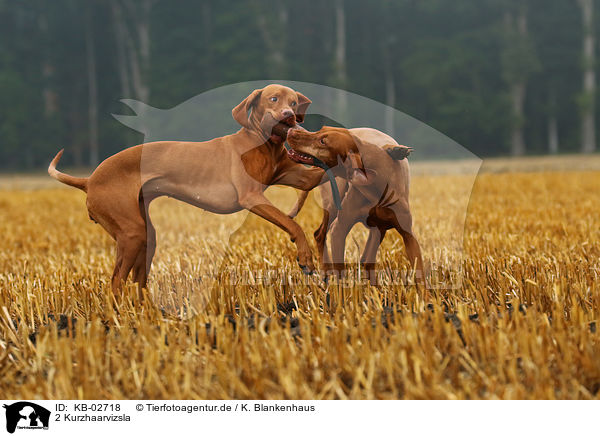 2 Kurzhaarvizsla / 2 shorthaired Magyar Vizsla / KB-02718