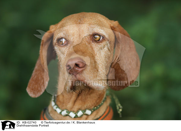 Drahthaarvizsla Portrait / KB-02740