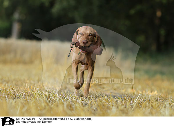 Drahthaarvizsla mit Dummy / wirehaired Magyar Vizsla with Dummy / KB-02756