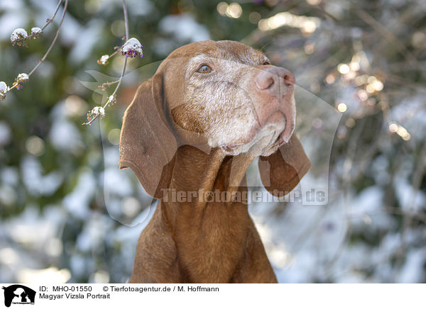 Magyar Vizsla Portrait / MHO-01550