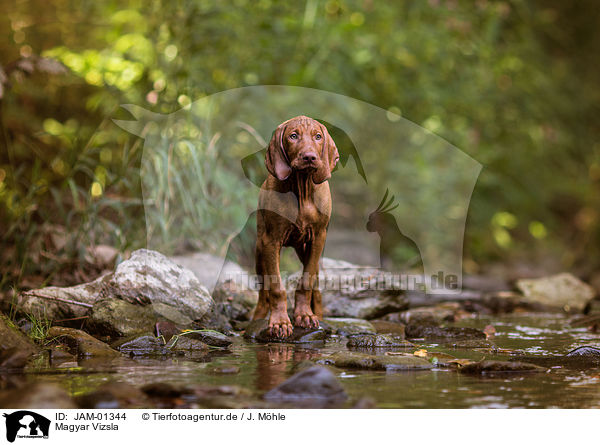 Magyar Vizsla / Magyar Vizsla / JAM-01344