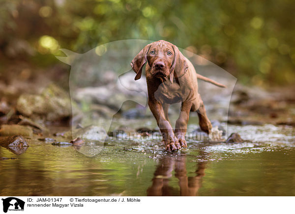 rennender Magyar Vizsla / JAM-01347