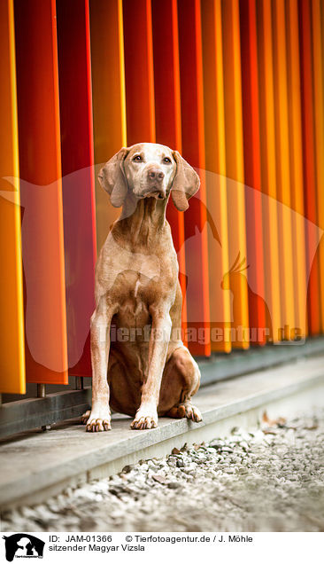 sitzender Magyar Vizsla / sitting Magyar Vizsla / JAM-01366