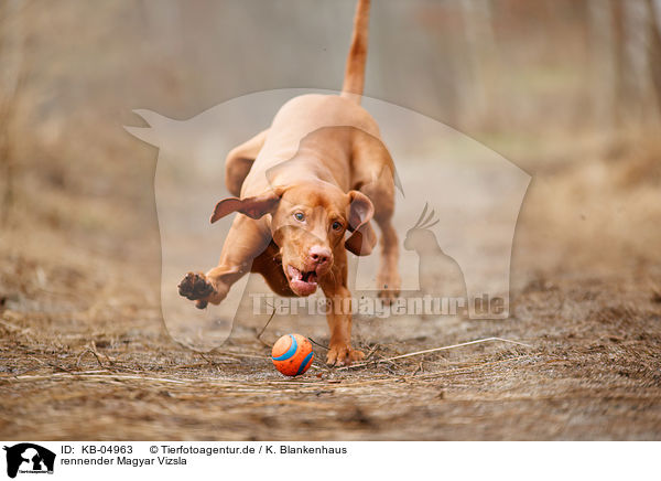 rennender Magyar Vizsla / KB-04963