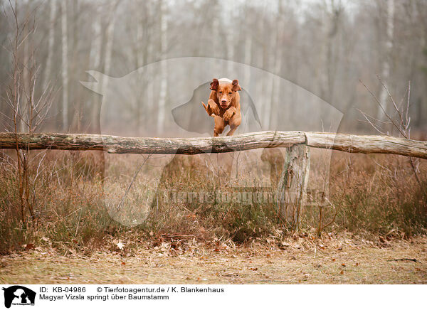 Magyar Vizsla springt �ber Baumstamm / KB-04986