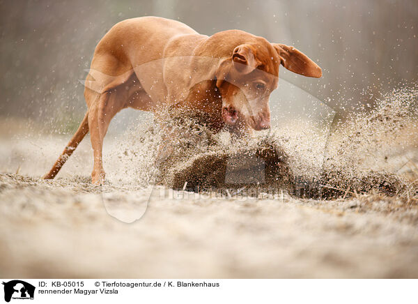 rennender Magyar Vizsla / running Magyar Vizsla / KB-05015