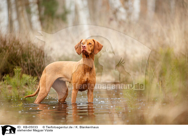 stehender Magyar Vizsla / standing Magyar Vizsla / KB-05033