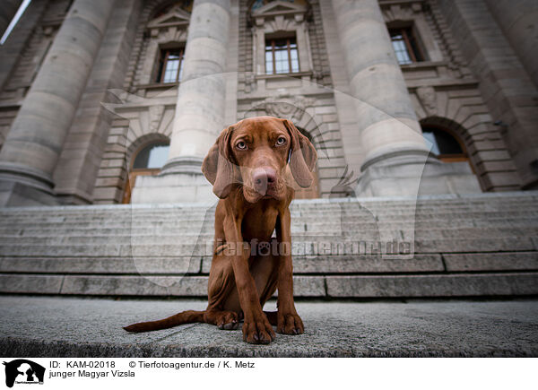 junger Magyar Vizsla / young Magyar Vizsla / KAM-02018