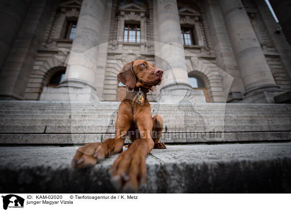 junger Magyar Vizsla / young Magyar Vizsla / KAM-02020