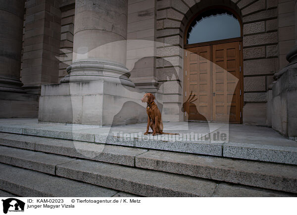 junger Magyar Vizsla / young Magyar Vizsla / KAM-02023
