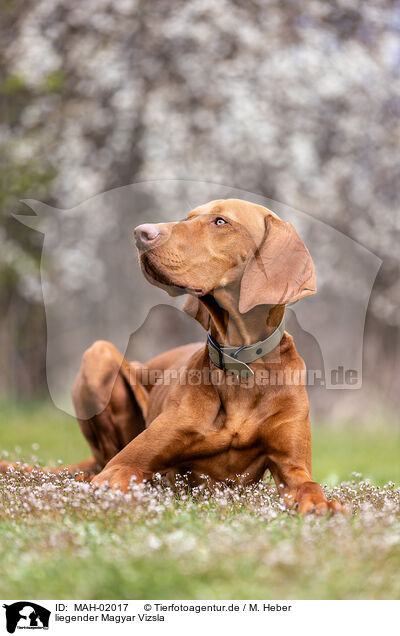 liegender Magyar Vizsla / lying Magyar Vizsla / MAH-02017
