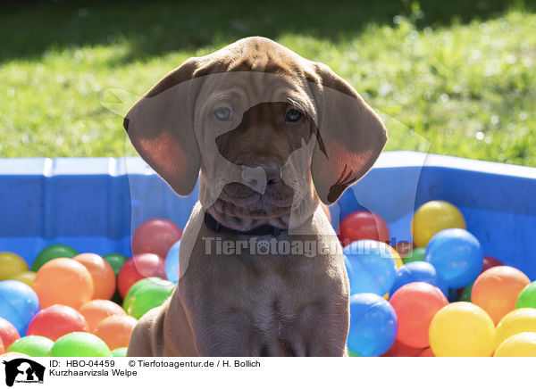 Kurzhaarvizsla Welpe / shorthaired Magyar Vizsla Puppy / HBO-04459